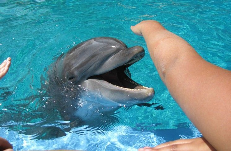 best of Trainer its naked female dolphin fucks